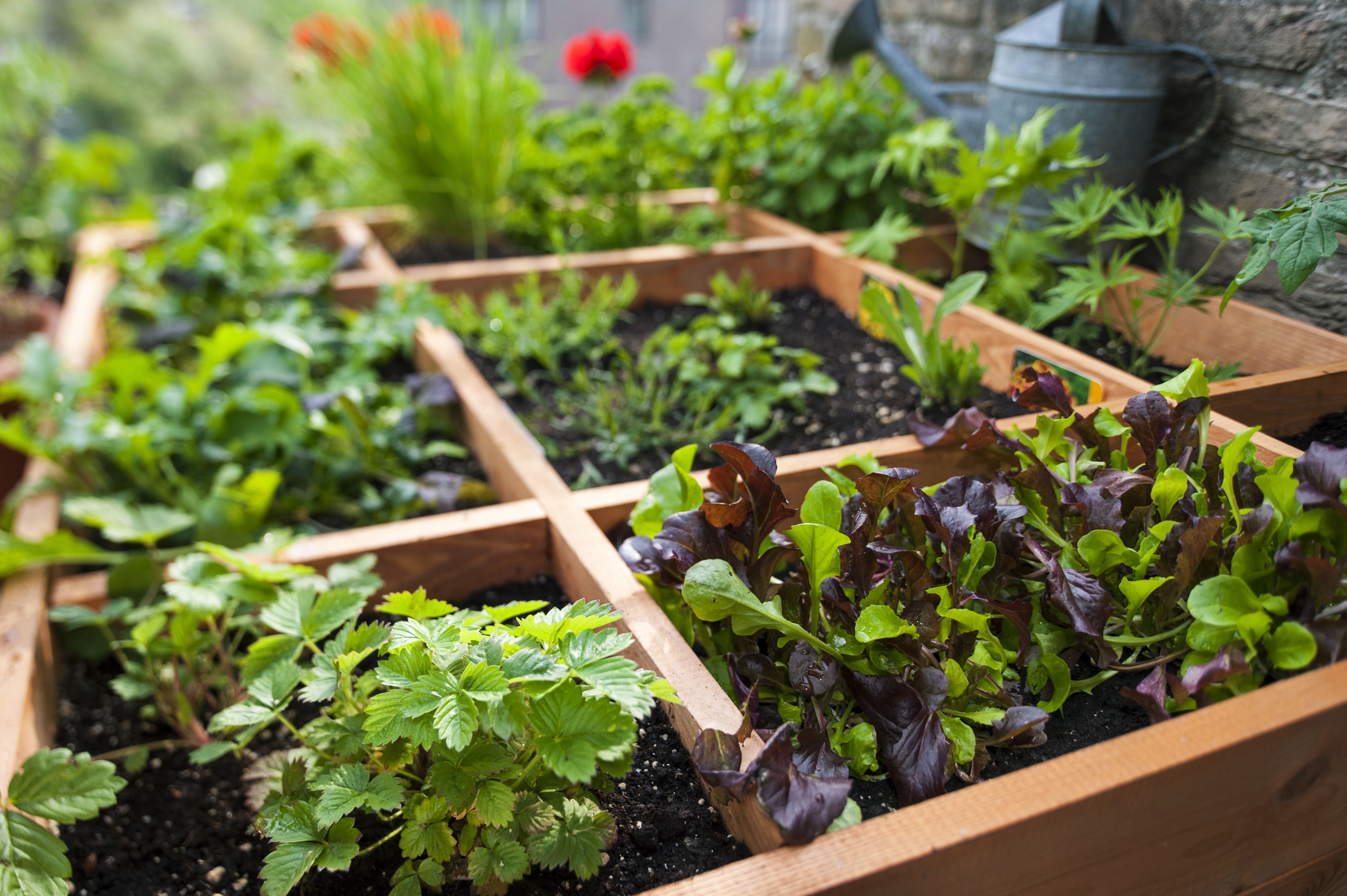 Gardening & Landscaping - Terrace Garden